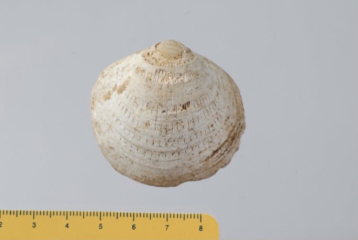 Anteprima dell'oggetto