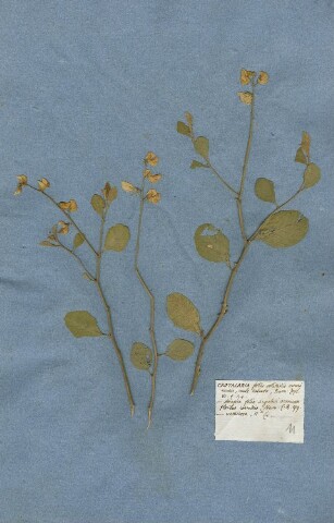 Anteprima dell'oggetto