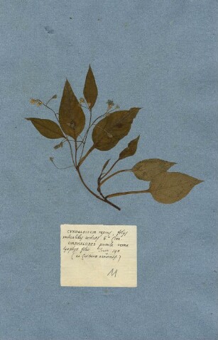 Anteprima dell'oggetto