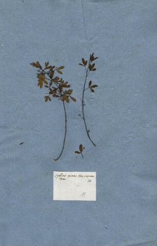 Anteprima dell'oggetto