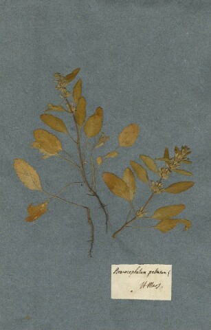 Anteprima dell'oggetto