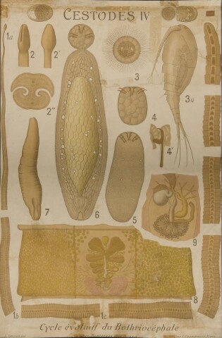 Anteprima dell'oggetto