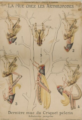 Anteprima dell'oggetto