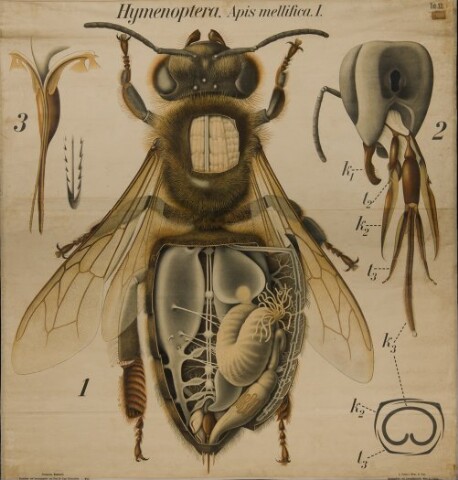 Anteprima dell'oggetto