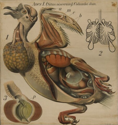 Anteprima dell'oggetto