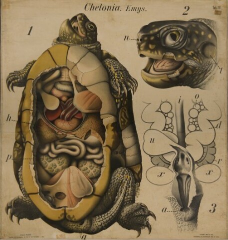 Anteprima dell'oggetto