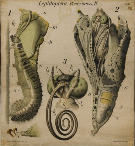 Anteprima dell'oggetto