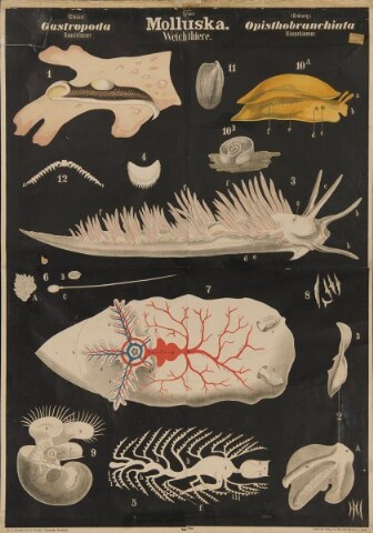 Anteprima dell'oggetto