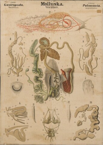 Anteprima dell'oggetto