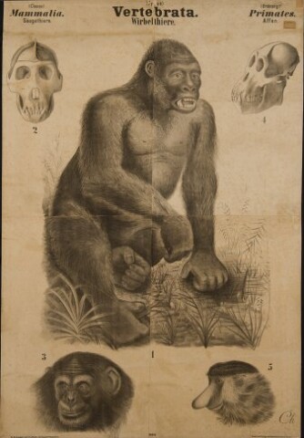 Anteprima dell'oggetto