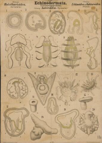 Anteprima dell'oggetto