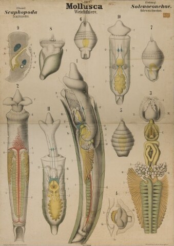 Anteprima dell'oggetto