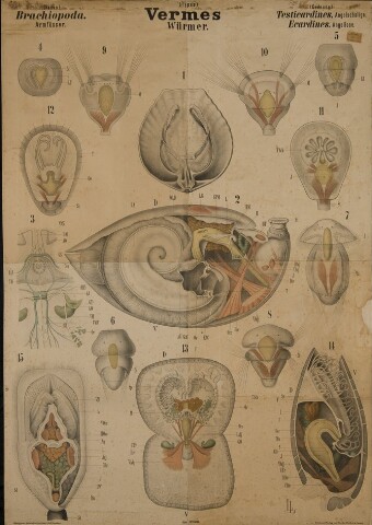 Anteprima dell'oggetto