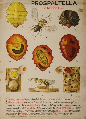 Anteprima dell'oggetto