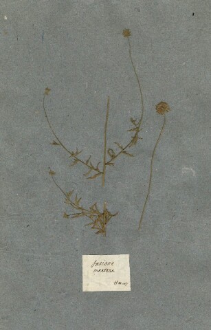 Anteprima dell'oggetto