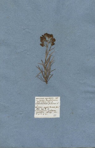 Anteprima dell'oggetto