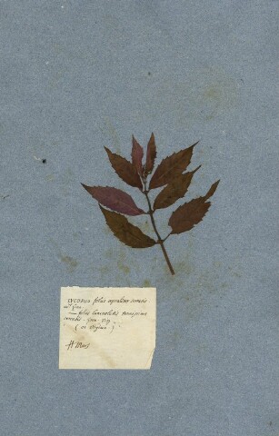 Anteprima dell'oggetto