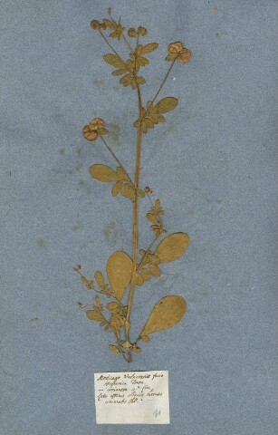 Anteprima dell'oggetto