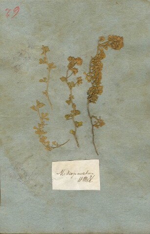 Anteprima dell'oggetto