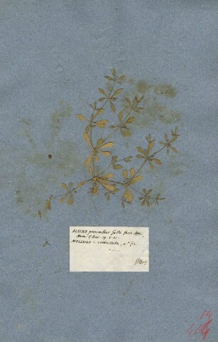 Anteprima dell'oggetto