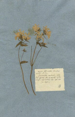 Anteprima dell'oggetto