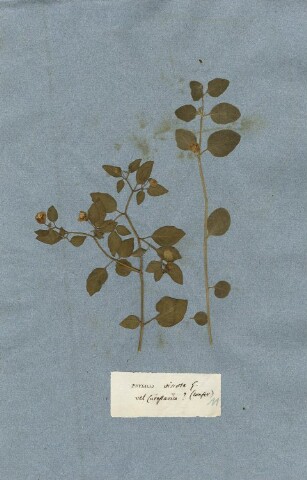 Anteprima dell'oggetto