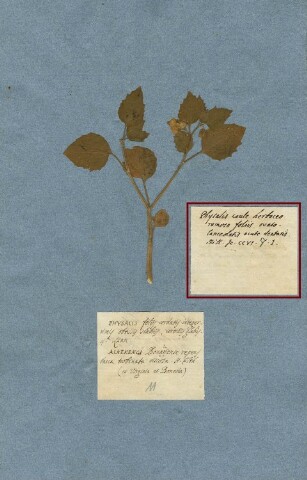 Anteprima dell'oggetto