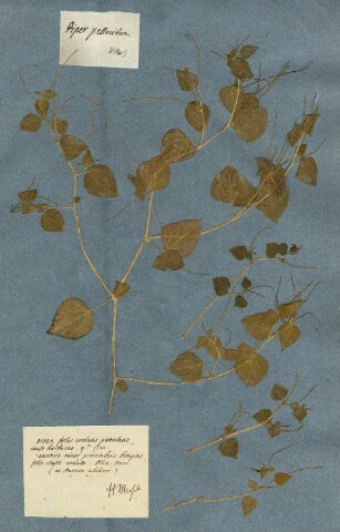 Anteprima dell'oggetto