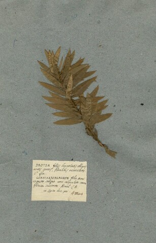 Anteprima dell'oggetto