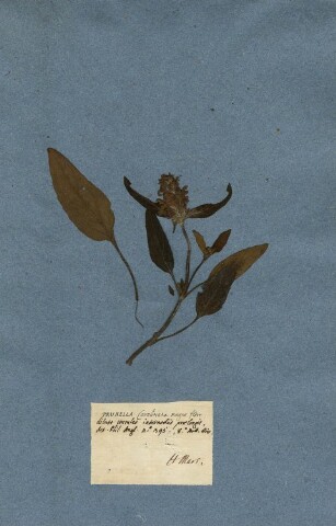 Anteprima dell'oggetto