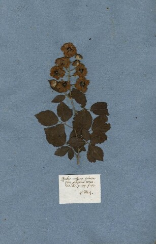 Anteprima dell'oggetto