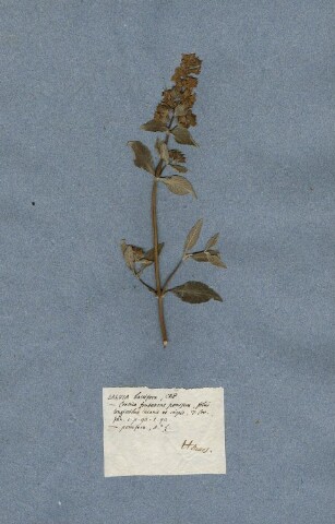 Anteprima dell'oggetto