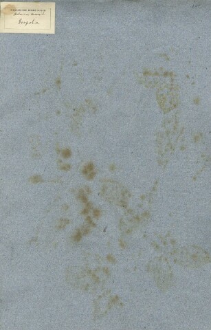 Anteprima dell'oggetto