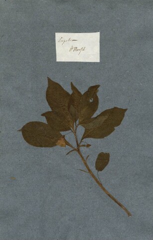 Anteprima dell'oggetto