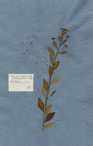 Anteprima dell'oggetto