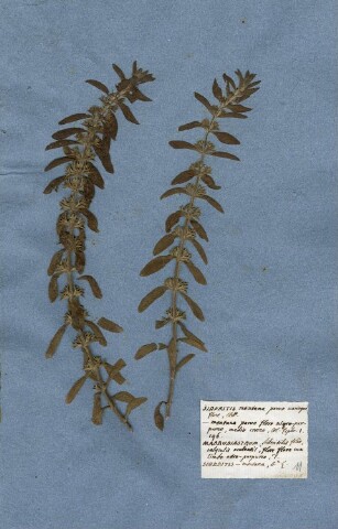 Anteprima dell'oggetto