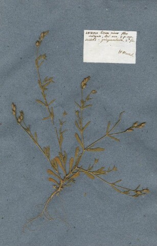 Anteprima dell'oggetto