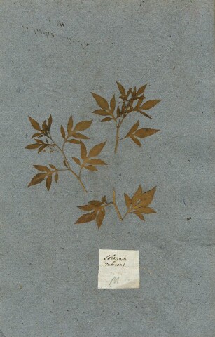 Anteprima dell'oggetto