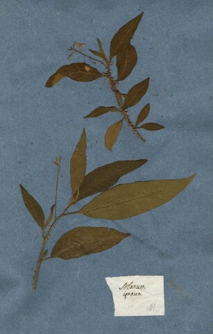 Anteprima dell'oggetto