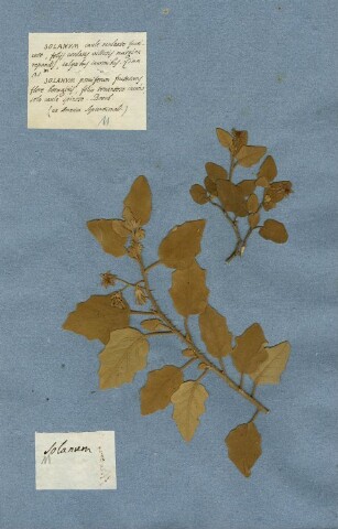 Anteprima dell'oggetto