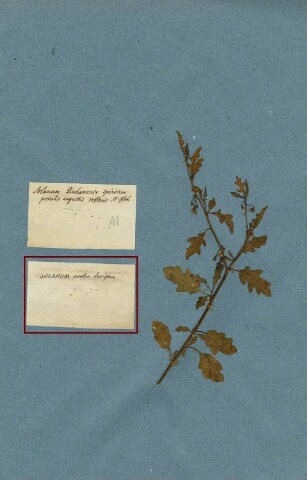 Anteprima dell'oggetto