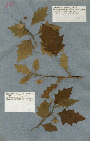 Anteprima dell'oggetto