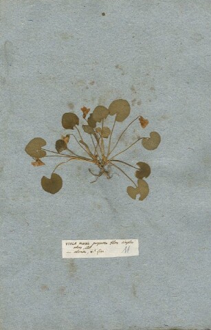 Anteprima dell'oggetto