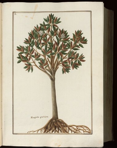 Anteprima dell'oggetto