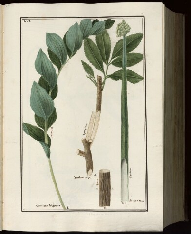 Anteprima dell'oggetto