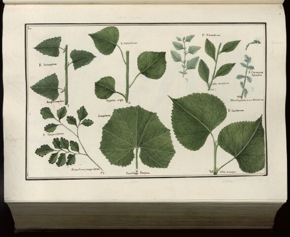 Anteprima dell'oggetto