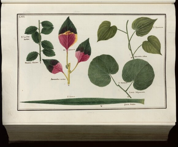 Anteprima dell'oggetto