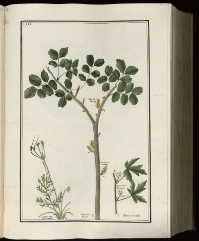 Anteprima dell'oggetto