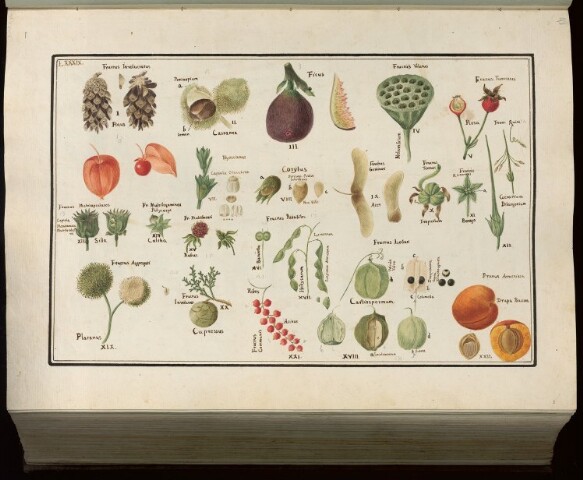 Anteprima dell'oggetto