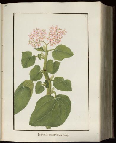 Anteprima dell'oggetto